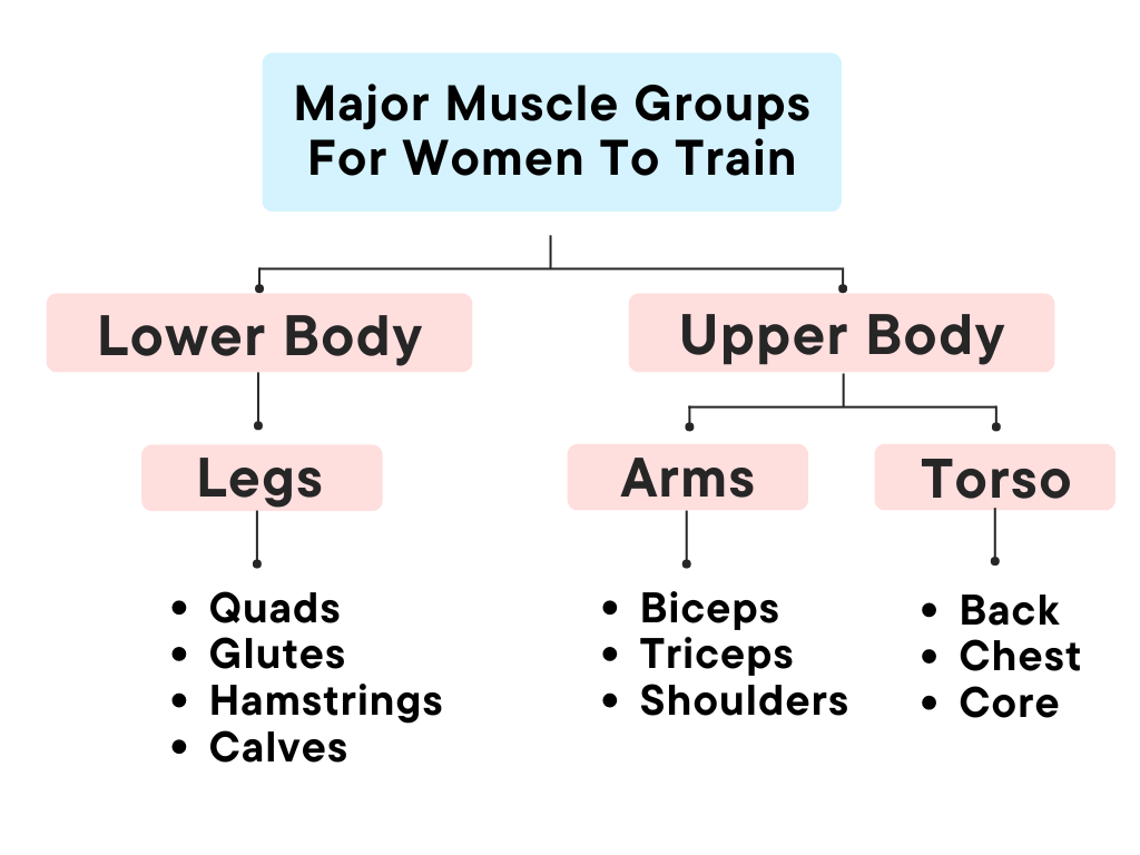 Major training muscles represented in a flowchart.